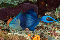Odonus niger (Redtooth Triggerfish)