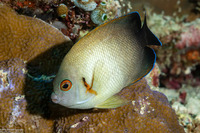 Centropyge vroliki (Pearl-Scaled Angelfish)