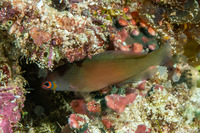 Cypho purpurascens (Oblique-Lined Dottyback)