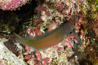 Cypho purpurascens (Oblique-Lined Dottyback)