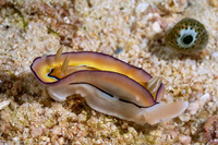 Goniobranchus coi (Co's Chromodoris)