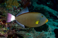 Melichthys vidua (Pinktail Triggerfish)
