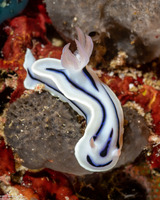 Chromodoris lochi (Loch's Chromodoris)