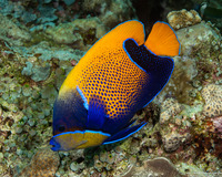 Pomacanthus navarchus (Bluegirdled Angelfish)