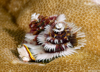Spirobranchus sp.1 (Christmas Tree Worm)