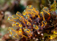 Clavelina detorta (Clavelina Detorta)