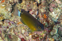 Pomacentrus bankanensis (Speckled Damsel)