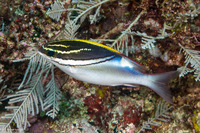 Scolopsis bilineata (Bridled Monocle Bream)