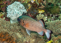 Myripristis adusta (Shadowfin Soldierfish)