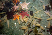 Pyrosoma atlanticum (Pyrosome)