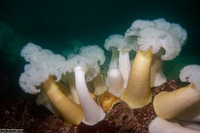 Metridium farcimen (White-Plumed Anemone)