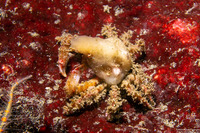 Scyra acutifrons (Sharpnose Crab)