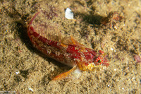 Artedius corallinus (Coralline Sculpin)