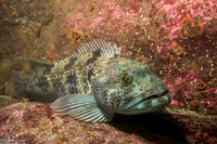 Ophiodon elongatus (Lingcod)