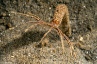 Praxillura maculata (Windmill Worm)