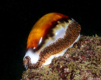 Neobernaya spadicea (Chestnut Cowry)