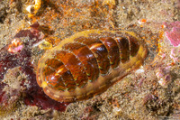 Tonicella lokii (Flame Lined Chiton)