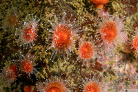 Corynactis californica (Club-Tipped Anemone)