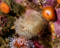 Spirobranchus spinosus (Christmas Tree Worm)