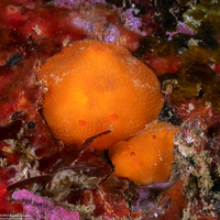 Aldisa sanguinea (Red Aldisa)