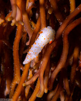 Triopha catalinae (Catalina Triopha)