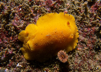 Geitodoris heathi (Heath's Dorid)
