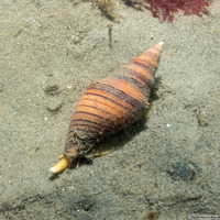 Megasurcula carpenteriana (Carpenter's Turrid)