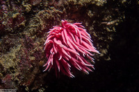 Okenia rosacea (Hopkins' Rose Nudibranch)