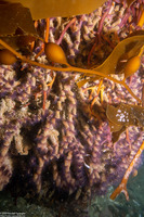 Phragmatopoma californica (Sandcastle Worm)