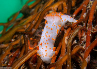 Triopha catalinae (Catalina Triopha)