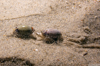 Callianax biplicata (Olive Snail)