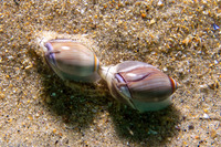 Callianax biplicata (Olive Snail)