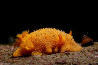 Doris montereyensis (Monterey Dorid)