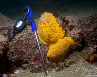 Peltodoris nobilis (Sea Lemon)
