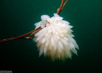 Doryteuthis opalescens (Market Squid)