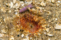 Sabellidae sp.5 (Sabellidae sp.5)