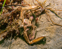 Latulambrus occidentalis (Sandflat Elbow Crab)