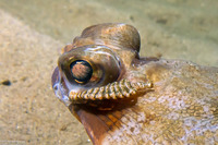 Hirudinea sp.1 (Leech)