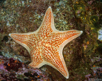 Dermasterias imbricata (Leather Star)