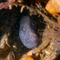 Anarrhichthys ocellatus (Wolf-Eel)