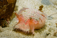 Tritonia tetraquetra (Pink Tritonia)