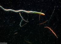 Nereidinae sp.1 (Nereidinae sp.1)