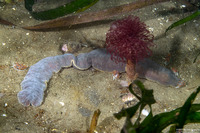 Cerebratulus californiensis (Light Edged Ribbon Worm)