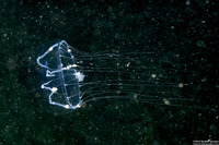 Mitrocoma cellularia (Cross Jelly)