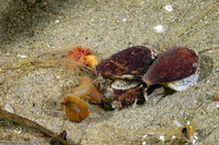 Californiconus californicus (California Cone Snail)
