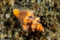 Paciocinebrina barbarensis (Paciocinebrina Barbarensis)
