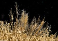 Plumularia sp.1 (Plumularia sp.1)