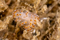 Apata pricei (Price's Aeolid)