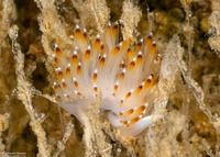 Apata pricei (Price's Aeolid)