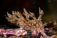 Dendronotus venustus (Branched Dendronotus)